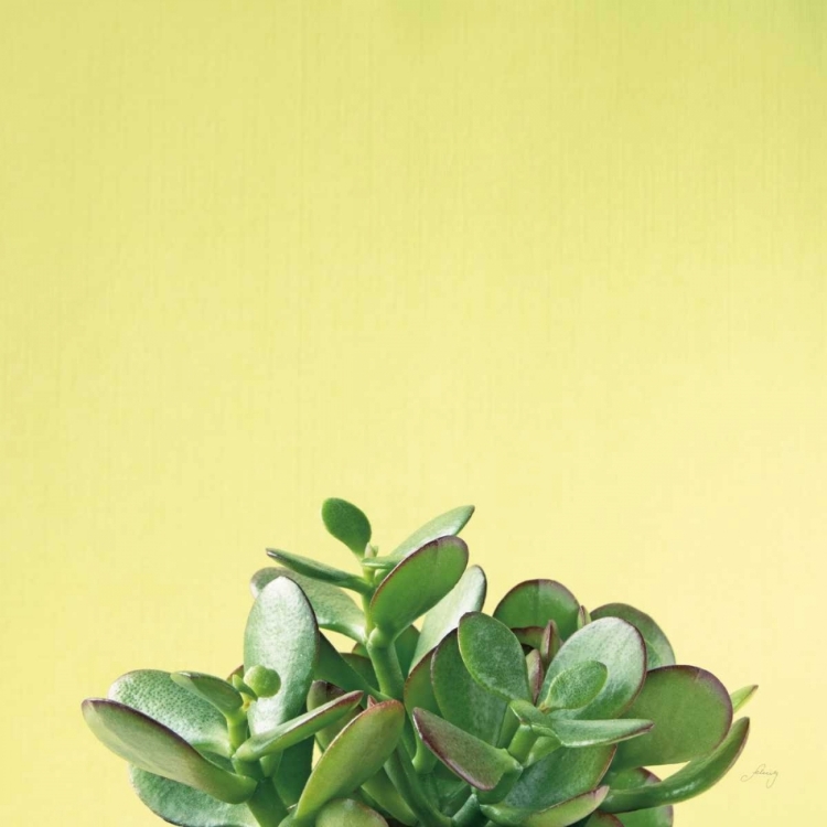 Picture of SUCCULENT SIMPLICITY III