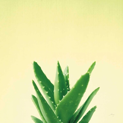 Picture of SUCCULENT SIMPLICITY V