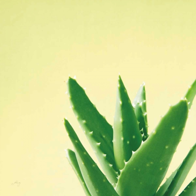 Picture of SUCCULENT SIMPLICITY VI