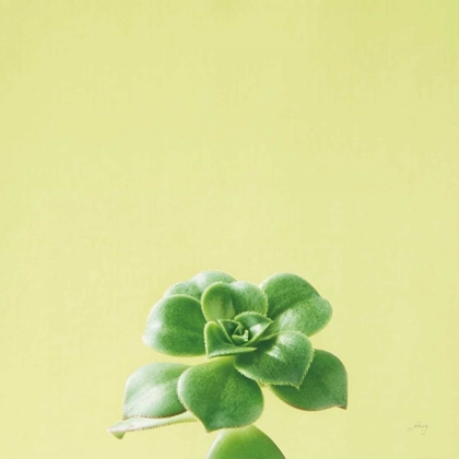 Picture of SUCCULENT SIMPLICITY VII