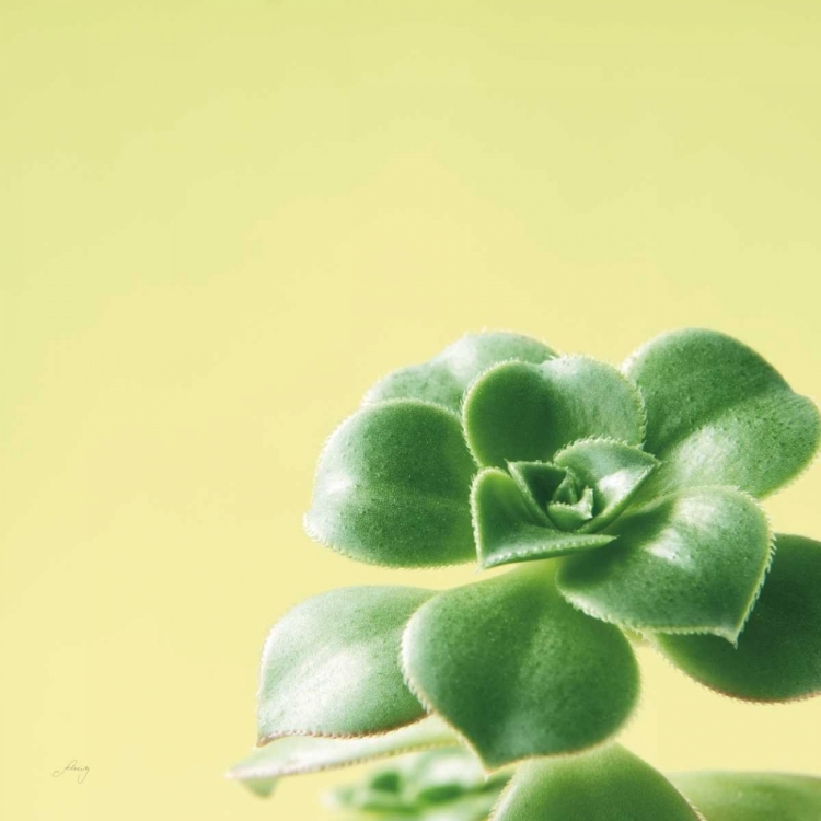 Picture of SUCCULENT SIMPLICITY VIII