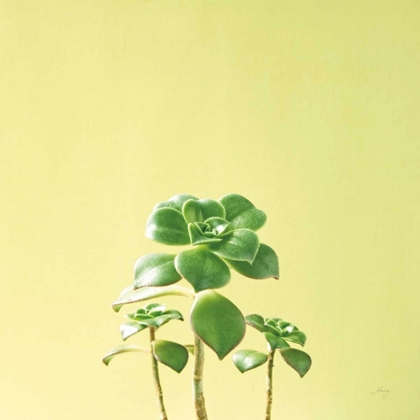 Picture of SUCCULENT SIMPLICITY IX