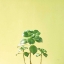 Picture of SUCCULENT SIMPLICITY IX