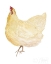 Picture of LIFE ON THE FARM CHICKEN ELEMENT II
