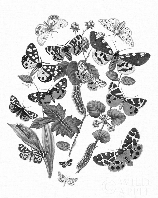 Picture of BUTTERFLY BOUQUET IV LINEN BW IV