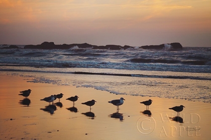 Picture of KALALOCH BIRDS IV