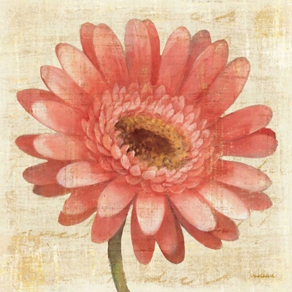 Picture of BLUSHING GERBERA ON CREAM