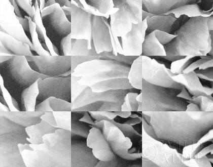 Picture of DREAMY PEONY COLLAGE