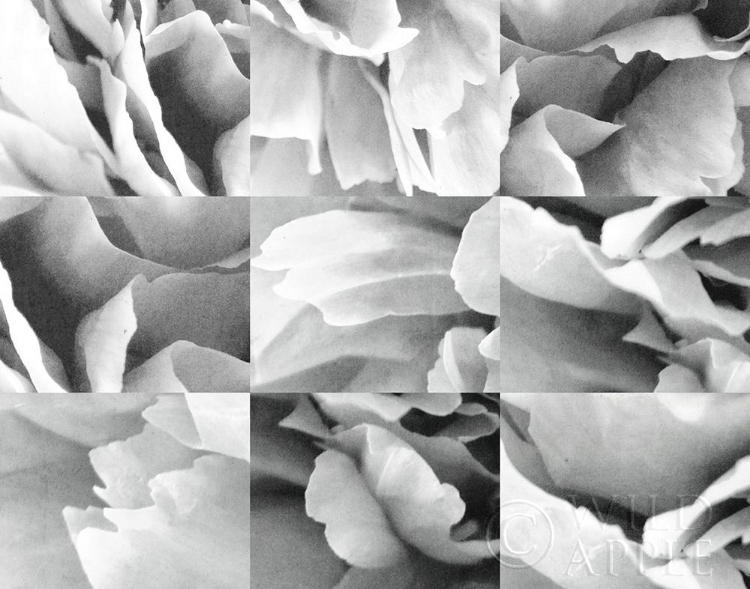 Picture of DREAMY PEONY COLLAGE