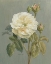 Picture of HEIRLOOM WHITE ROSE
