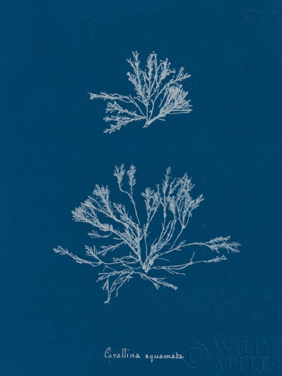 Picture of DELICATE CORAL IV