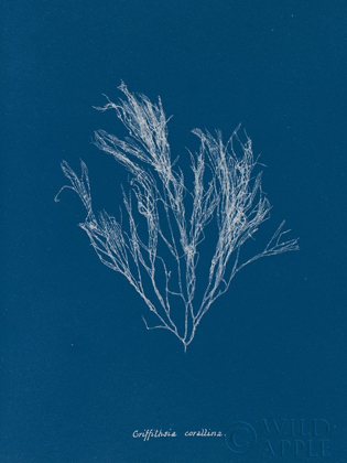 Picture of DELICATE CORAL III