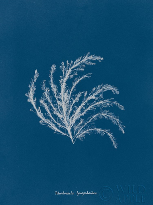 Picture of DELICATE CORAL II