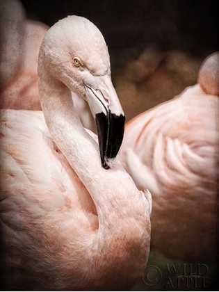 Picture of CHILEAN FLAMINGO II