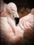 Picture of CHILEAN FLAMINGO II