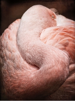 Picture of CHILEAN FLAMINGO I