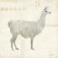 Picture of LLAMA LAND V