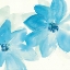 Picture of AQUA MINT CLEMATIS II