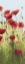 Picture of MOUNTAIN POPPIES I - WAG