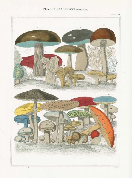 Picture of FUNGHI ITALIANI I