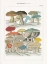 Picture of FUNGHI ITALIANI II