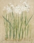 Picture of NARCISSUS COOL
