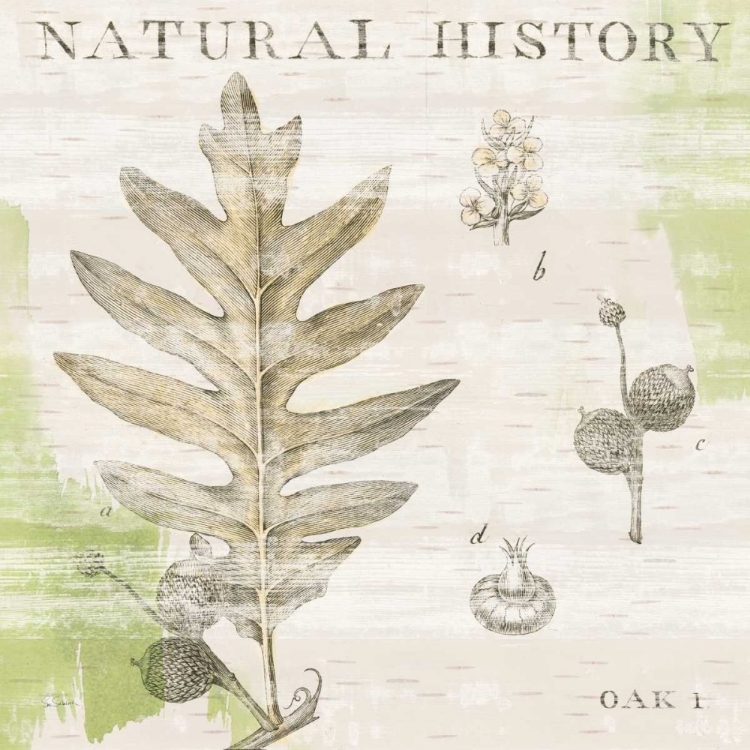 Picture of NATURAL HISTORY OAK I