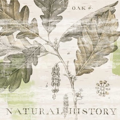 Picture of NATURAL HISTORY OAK IV