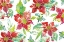 Picture of POINSETTIA PRETTY V