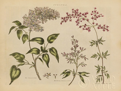 Picture of HERBAL BOTANICAL I