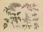 Picture of HERBAL BOTANICAL I