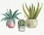 Picture of MIXED GREENS XLV