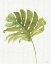 Picture of MIXED GREENS LXXVII