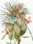 Picture of BOTANICAL FLAME LILIES