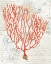 Picture of TEXTURED CORAL IV