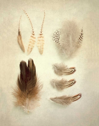 Picture of FEATHERS II