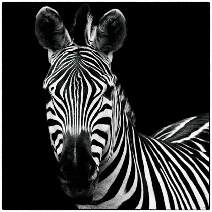 Picture of ZEBRA II SQUARE