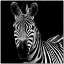 Picture of ZEBRA II SQUARE