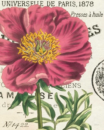 Picture of PEONY BOTANY