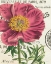 Picture of PEONY BOTANY