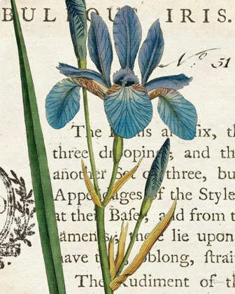 Picture of IRIS LETTER