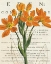Picture of EUPHORBIA BOTANY