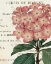 Picture of BICOLOR PHLOX BOTANY
