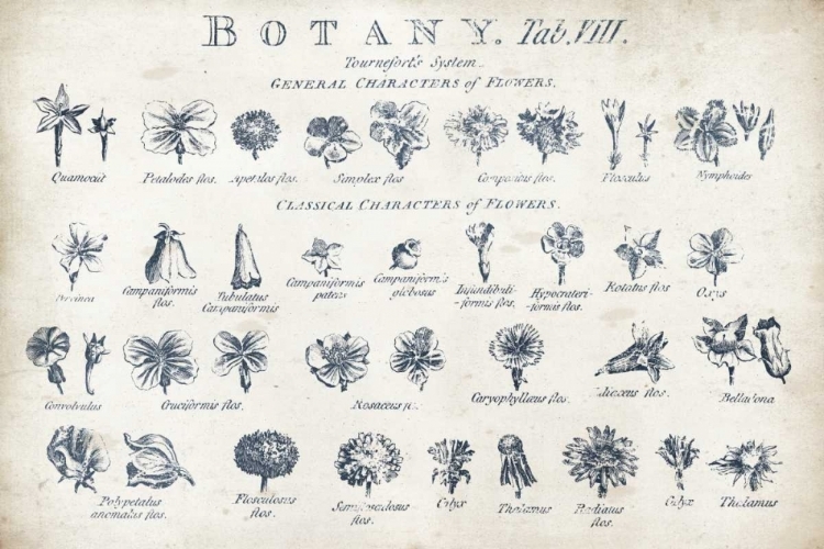 Picture of BOTANY TAB VIII INDIGO AND WHITE