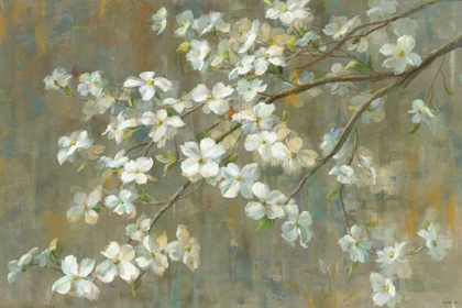 Picture of DOGWOOD IN SPRING