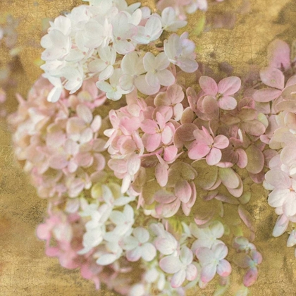 Picture of GILDED HYDRANGEA II