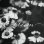 Picture of BLOOM