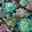 Picture of FLORAL SUCCULENTS V2 CROP