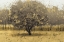 Picture of GOLDEN TREES I TAUPE