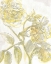 Picture of BELLE FLEUR YELLOW I CROP